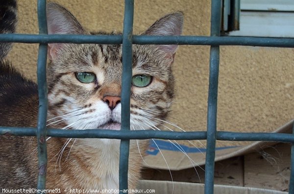 Photo de Chat domestique