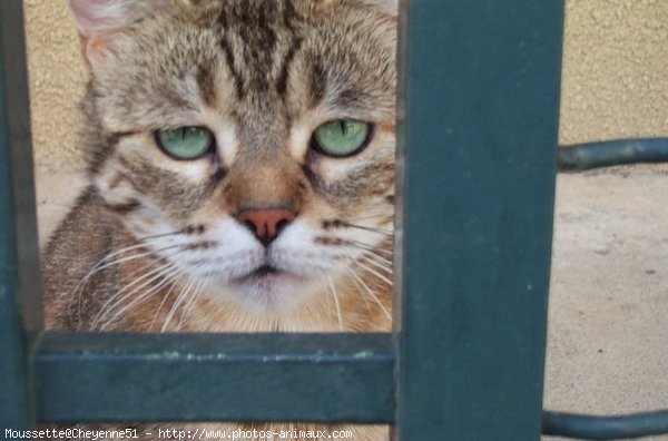 Photo de Chat domestique