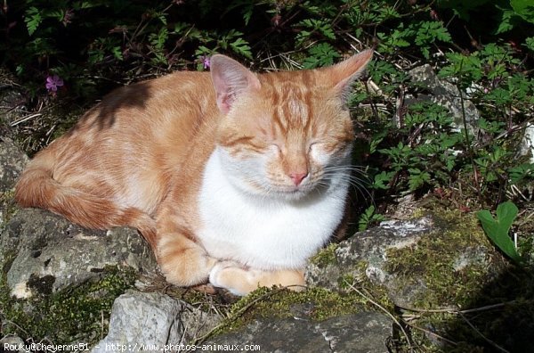 Photo de Chat domestique