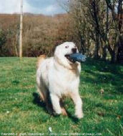 Photo de Golden retriever