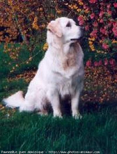 Photo de Golden retriever