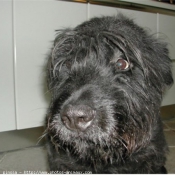 Photo de Bouvier des flandres