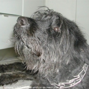 Photo de Bouvier des flandres