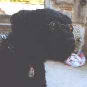 Photo de Bouvier des flandres