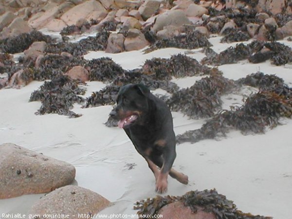 Photo de Rottweiler