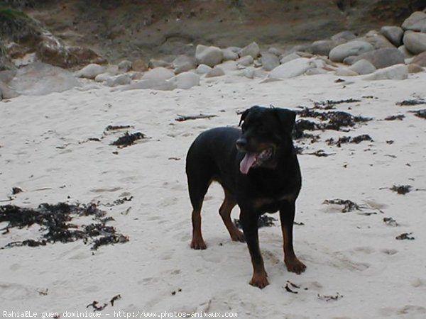 Photo de Rottweiler