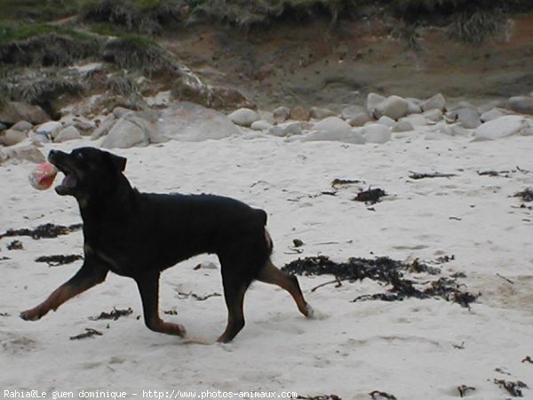 Photo de Rottweiler