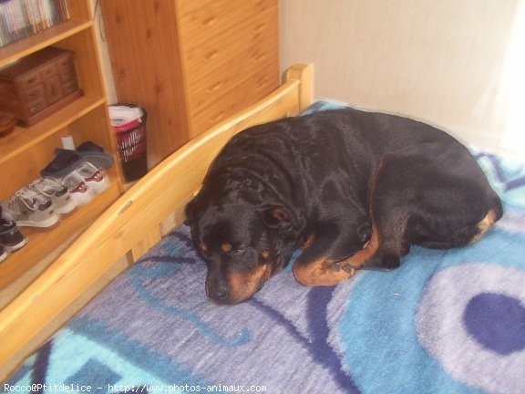 Photo de Rottweiler