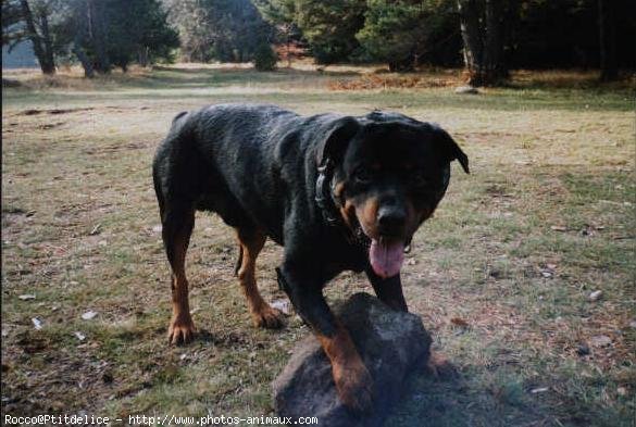 Photo de Rottweiler