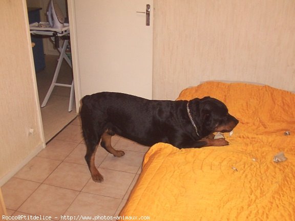 Photo de Rottweiler