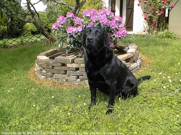 Photo de Labrador retriever