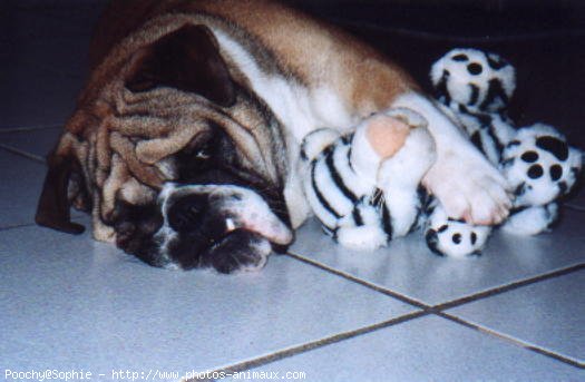 Photo de Bulldog