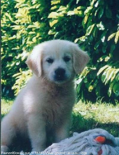 Photo de Golden retriever