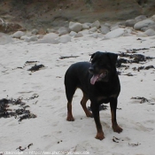 Photo de Rottweiler