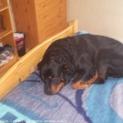 Photo de Rottweiler