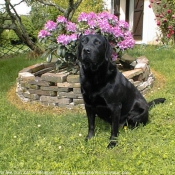 Photo de Labrador retriever