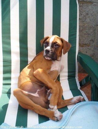 Photo de Boxer