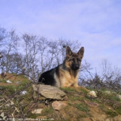 Photo de Berger allemand  poil court