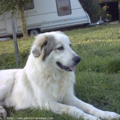 Photo de Chien de montagne des pyrnes