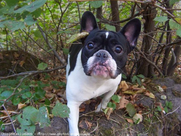 Photo de Bouledogue franais