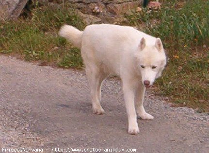 Photo de Husky siberien