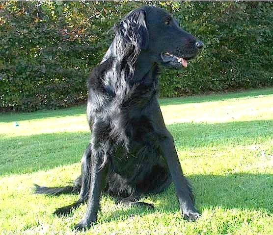 Photo de Retriever  poil plat