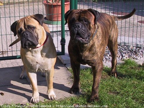 Photo de Bullmastiff