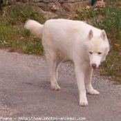 Photo de Husky siberien