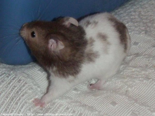 Photo de Hamster