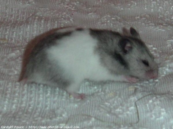 Photo de Hamster