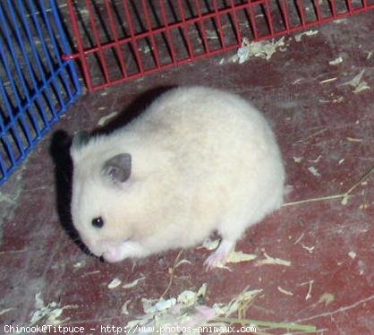 Photo de Hamster