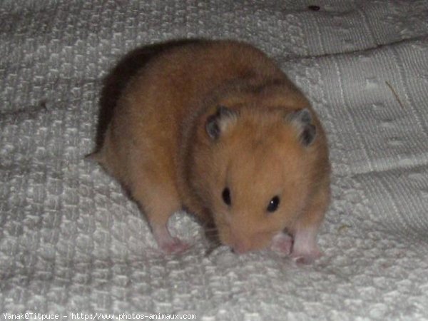 Photo de Hamster