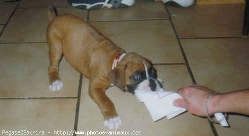 Photo de Boxer