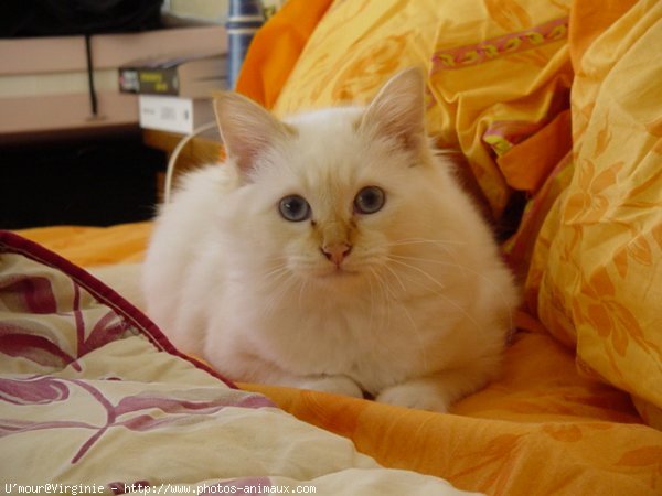 Photo de Sacr de birmanie