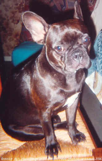 Photo de Bouledogue franais