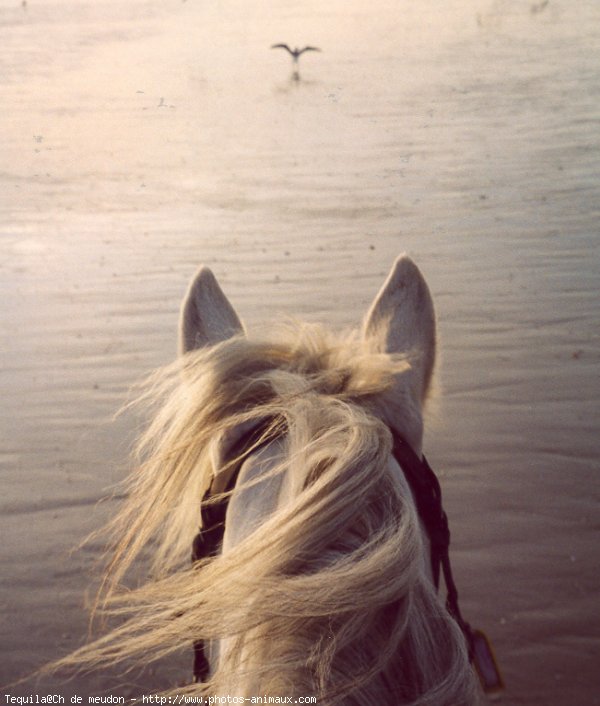 Photo de Camargue