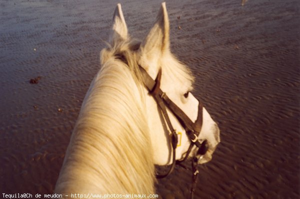 Photo de Camargue