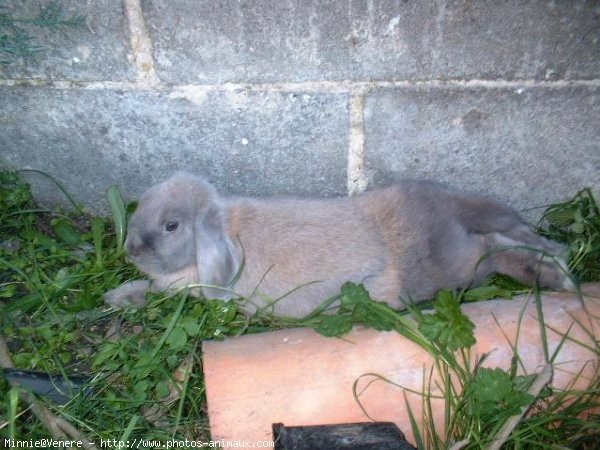 Photo de Lapin