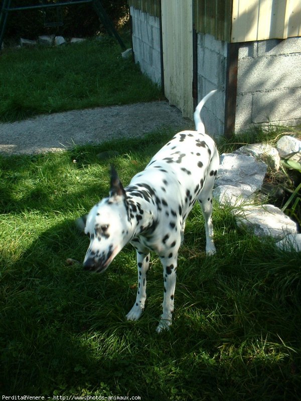 Photo de Dalmatien