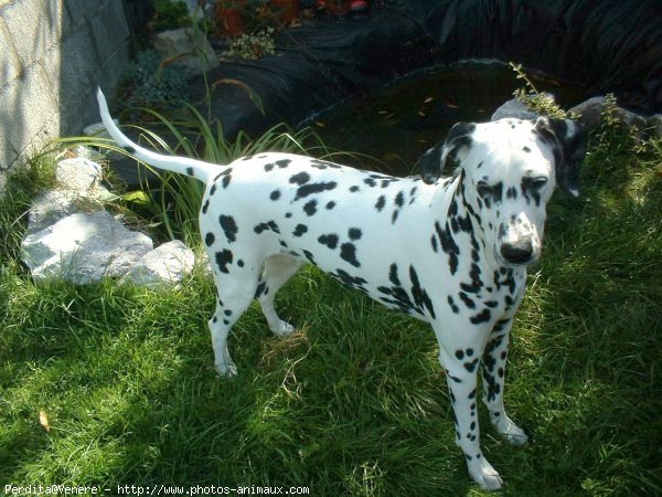 Photo de Dalmatien