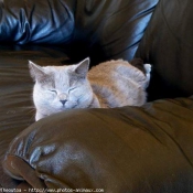 Photo de Chartreux