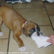 Photo de Boxer