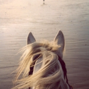 Photo de Camargue