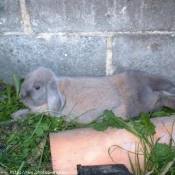 Photo de Lapin