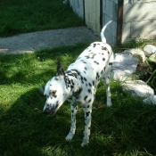 Photo de Dalmatien