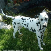 Photo de Dalmatien