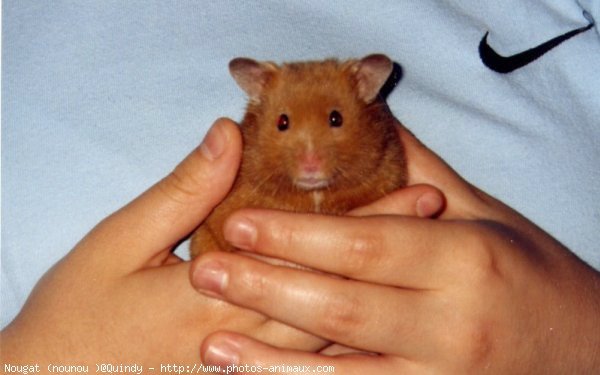 Photo de Hamster