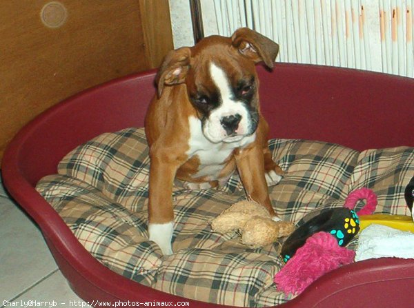 Photo de Boxer