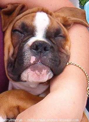 Photo de Boxer