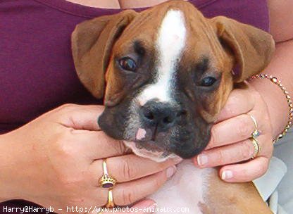 Photo de Boxer